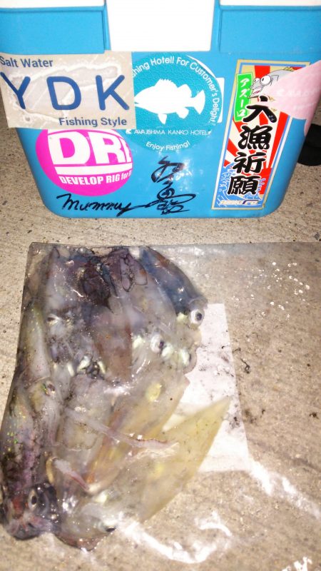 今年は順調な感じですね！ケンサキイカ！