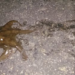 食品コンビナートでアオリ新子調査でタコ