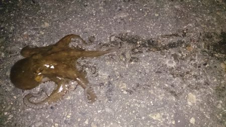 食品コンビナートでアオリ新子調査でタコ