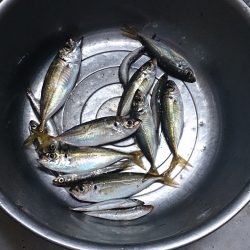 泉佐野食品コンビナートで飛ばしサビキ