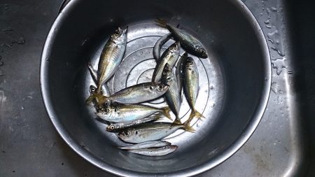 泉佐野食品コンビナートで飛ばしサビキ