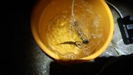 夜のサビキ釣り 好調です。