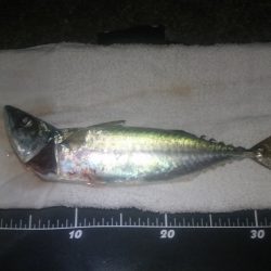 2015/08/03　アジュール舞子で大サバ