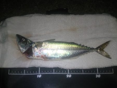 2015/08/03　アジュール舞子で大サバ