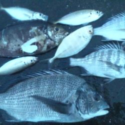 フカセで、チヌ狙い