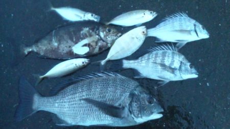 フカセで、チヌ狙い