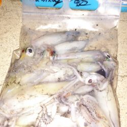 今夜もツ抜け♪神明ケンサキング♪