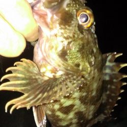 南甲子園浜ガシラ いまいちな釣果