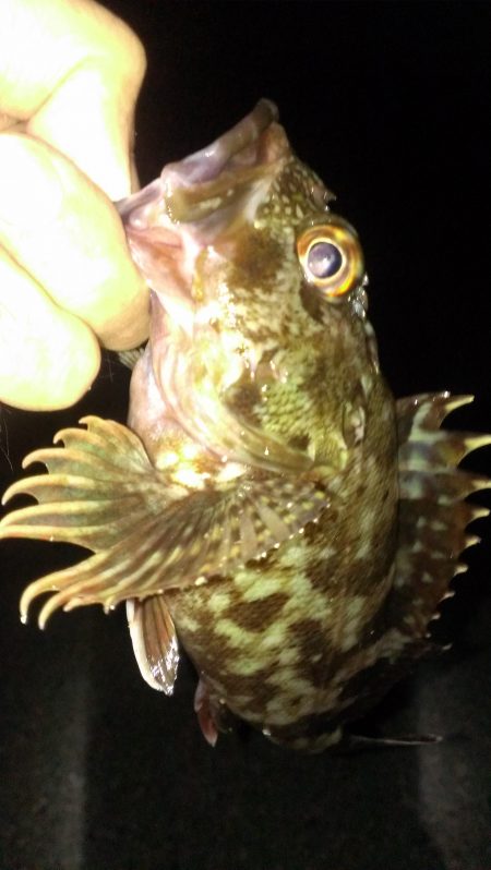 南甲子園浜ガシラ いまいちな釣果