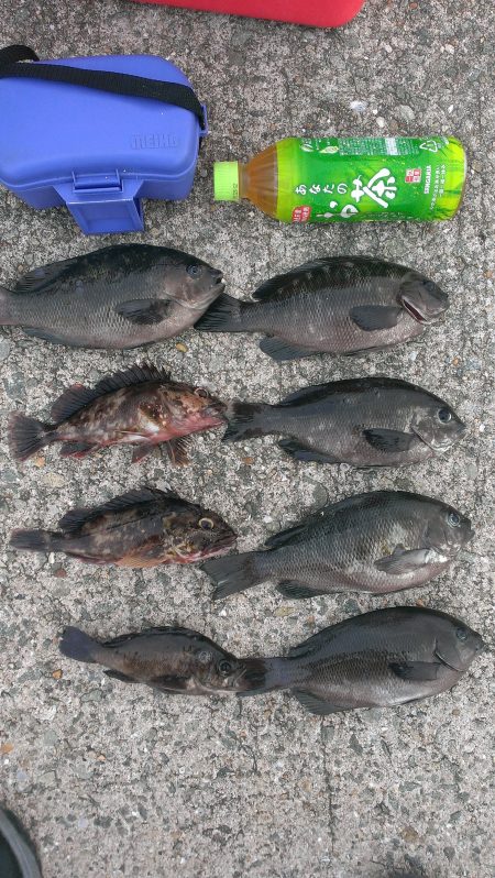 芦屋浜石畳ウキ釣り 夕涼みに最適