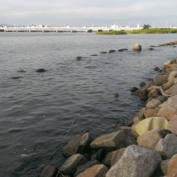 淀川ハゼ情報、まだ早いかな？