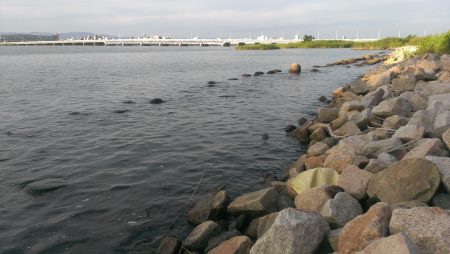 淀川ハゼ情報、まだ早いかな？