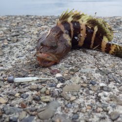 音海大波止サゴシ釣れていました。