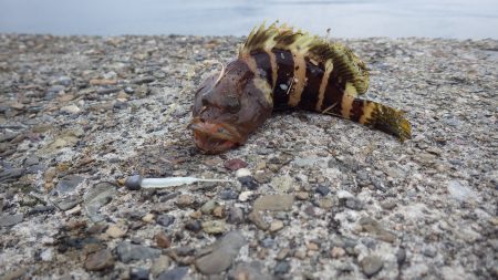 音海大波止サゴシ釣れていました。