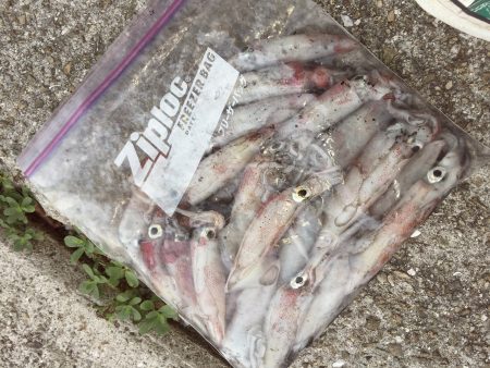 シビアなアタリをとらえれば…