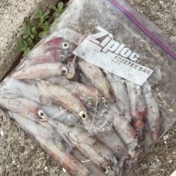 シビアなアタリをとらえれば…