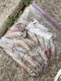 シビアなアタリをとらえれば…