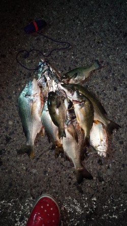 助松埠頭　チヌ大漁!!