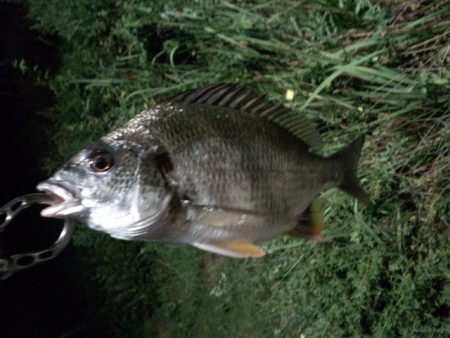 チニング好調です！