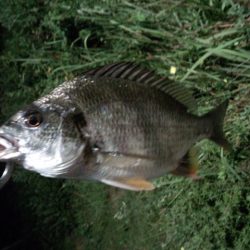 武庫川チニング好調です！