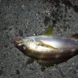 またまたコロダイ狙いで、