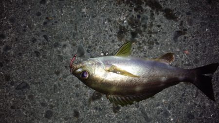 またまたコロダイ狙いで、