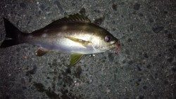 またまたコロダイ狙いで、