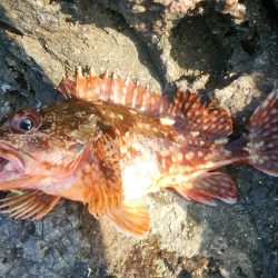 ライトショアロックジギング