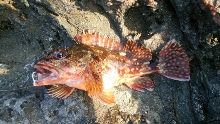 ライトショアロックジギング