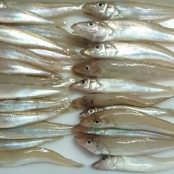 シロギスをチョイ投げで