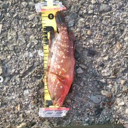 プチロックフェス！