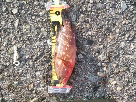 プチロックフェス！