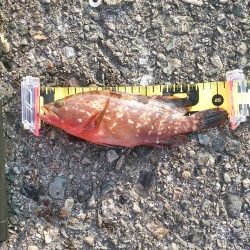 プチロックフェス！