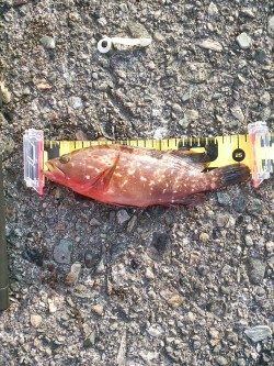 プチロックフェス！