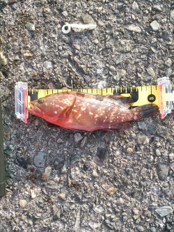 プチロックフェス！