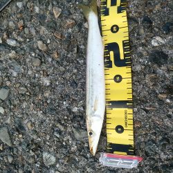 今日はどうか？