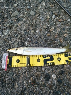 今日はどうか？