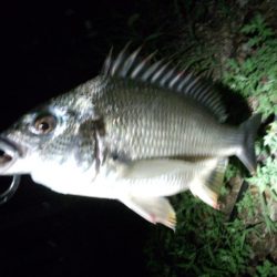 アジングそして…