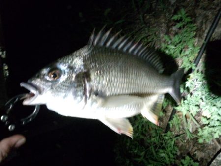 アジングそして…