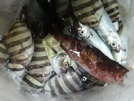 雨中のふかせ釣り