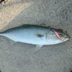 カマス狙いのつもりが…