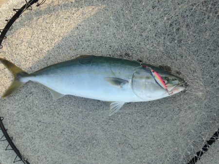 カマス狙いのつもりが…