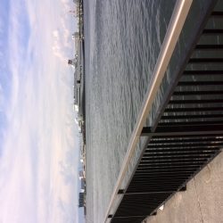 助松なぎさ公園　タコはもう終わり？