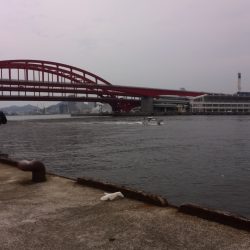 北公園でエンピツサヨリ