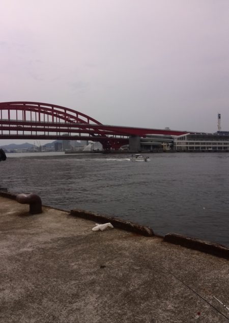 北公園でエンピツサヨリ