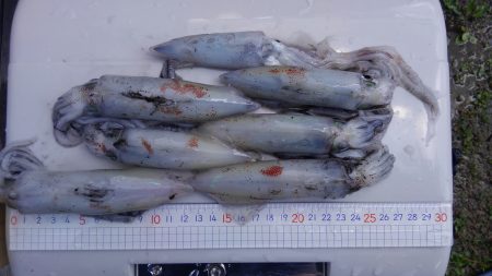 ライトエギング