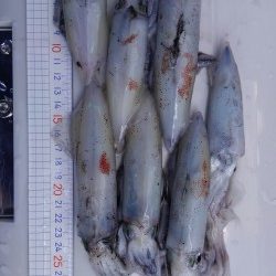 ライトエギング