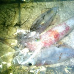 ケンサキまみれ