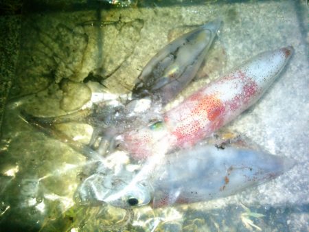 ケンサキまみれ