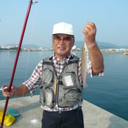 津名港の良型キス